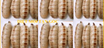 Diệt mối chúa rẻ