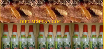 Diệt mối Đại Toàn Việt rẻ