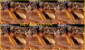 Diệt mối đất sinh học
