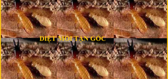 Diệt mối đất sinh học