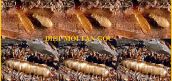 Diệt mối Nam Định Giá rẻ