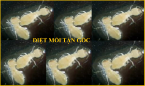 Diệt mối giá rẻ tphcm