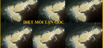 Diệt mối giá rẻ tphcm