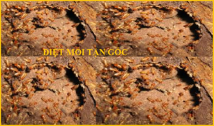 Diệt mối gỗ giá rẻ uy tín