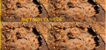 Diệt mối gỗ giá rẻ uy tín