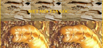 Diet moi Gia Dinh Uy Tin