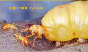 Diệt mối Hải Phòng Giá rẻ
