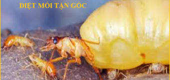 Diệt mối Hải Phòng Giá rẻ