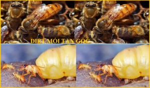 Diệt mối Hưng Yên giá rẻ nhất