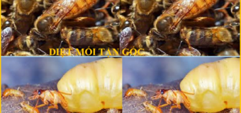 Diệt mối Hưng Yên giá rẻ nhất