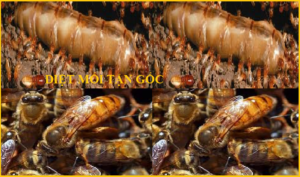 Diệt mối huyện Ứng Hòa - Hà Nội