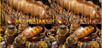 Diệt mối huyện Ứng Hòa – Hà Nội