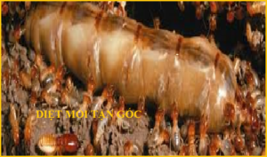 Diệt mối huyện Thanh Trì rẻ