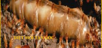Diệt mối huyện Thanh Trì rẻ
