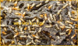 Diệt mối Hải Dương Giá rẻ