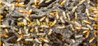 Diệt mối Hải Dương Giá rẻ