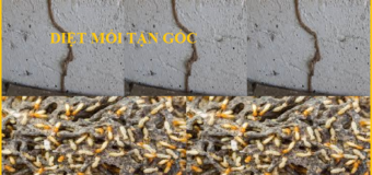 Thuốc diệt mối Ikari Nhật Bản rẻ
