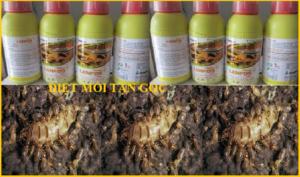 Diệt mối Láng Hạ giá rẻ uy tín