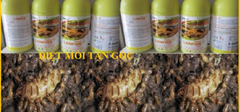 Diệt mối Láng Hạ giá rẻ uy tín