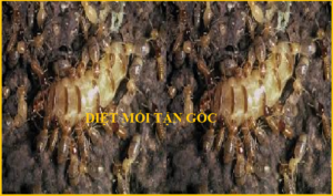 Diệt mối Lê Quang Định rẻ