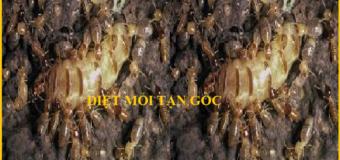 Diệt mối Lê Quang Định rẻ