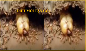 Diệt mối là gì vậy