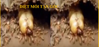 Diệt mối là gì vậy