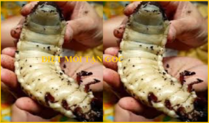 Diệt mối Lạng Sơn Giá rẻ