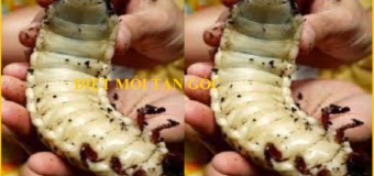 Diệt mối Lạng Sơn Giá rẻ