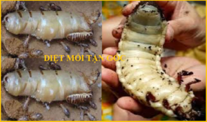 Diệt mối Lừa Đảo Giá rẻ nhất