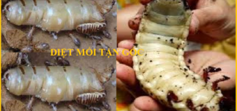 Diệt mối Lừa Đảo Giá rẻ nhất