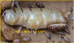 Diệt mối Lào Cai Giá rẻ nhất