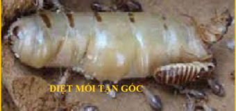 Diệt mối Lào Cai Giá rẻ nhất