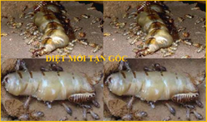 Diệt mối Nghệ An uy tín