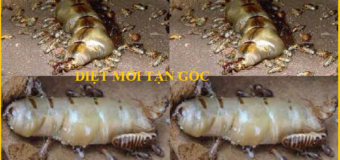 Diệt mối Nghệ An uy tín