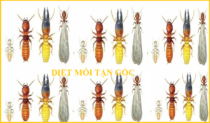 Diệt mối Nha Trang Uy tín
