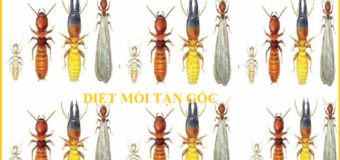 Diệt mối Nha Trang Uy tín