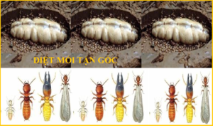 Diệt mối như thế nào nhanh nhất