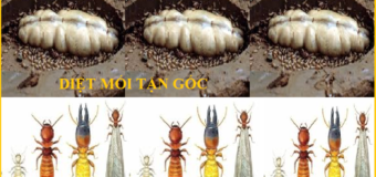 Diệt mối như thế nào nhanh nhất