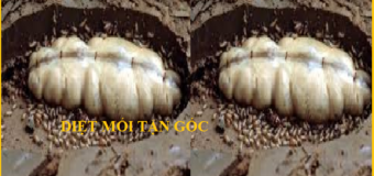 Diệt mối Nguyễn Chí Thanh Uy tín