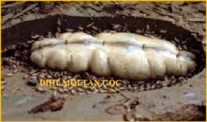 Diệt mối Nam Việt Uy tín