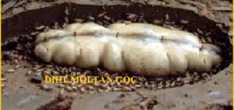 Diệt mối Nam Việt Uy tín