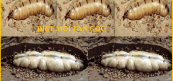 Diệt mối Bà Rịa – Vũng Tàu Uy tín
