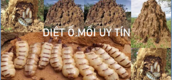 Diet O Moi Uy tin