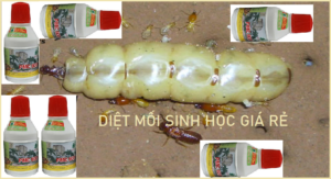 Diệt mối sinh học giá rẻ