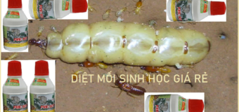 Diệt mối sinh học giá rẻ