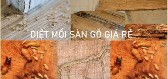 Diệt mối Sàn Gỗ uy tín