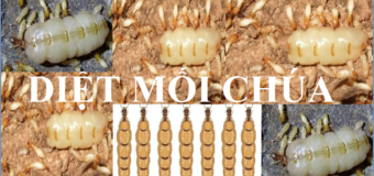Diệt mối chúa tại TPHCM