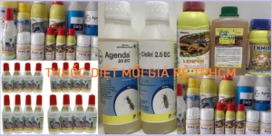 Mua thuốc diệt mối ở đâu tại tphcm
