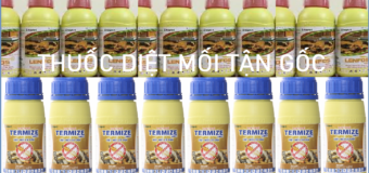 Diệt mối tận gốc tại TPHCM 24h rẻ
